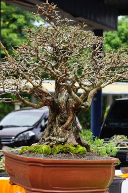 Doğal bir geçmişi olan güzel bonsai.