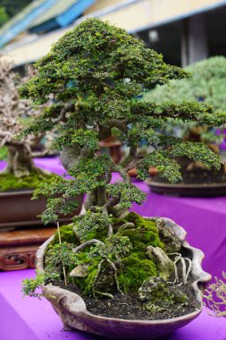 Doğal bir geçmişi olan güzel bonsai.