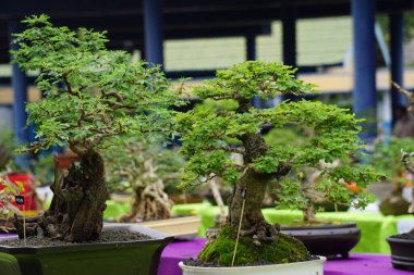 Doğal bir geçmişi olan güzel bonsai.