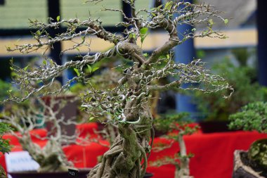 Doğal bir geçmişi olan güzel bonsai.