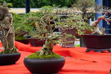Doğal bir geçmişi olan güzel bonsai.
