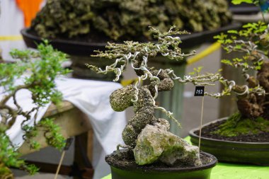 Doğal bir geçmişi olan güzel bonsai.