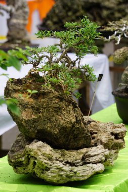Doğal bir geçmişi olan güzel bonsai.