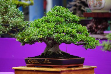 Doğal bir geçmişi olan güzel bonsai.