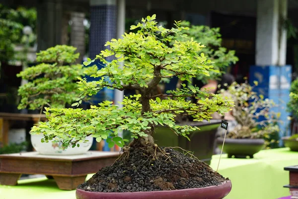 Doğal bir geçmişi olan güzel bonsai.