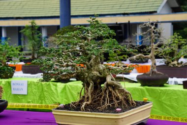 Doğal bir geçmişi olan güzel bonsai.