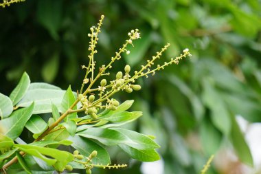Dimocarpus longan çiçeği (ayrıca longan, Lengkeng, kelengkeng, mata kucing, longan, Dimocarpus longan olarak da bilinir) doğada yapraklar