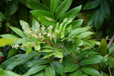 Dimocarpus longan çiçeği (ayrıca longan, Lengkeng, kelengkeng, mata kucing, longan, Dimocarpus longan olarak da bilinir) doğada yapraklar