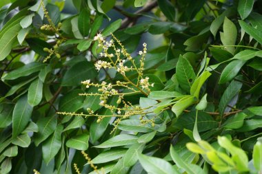 Dimocarpus longan çiçeği (ayrıca longan, Lengkeng, kelengkeng, mata kucing, longan, Dimocarpus longan olarak da bilinir) doğada yapraklar