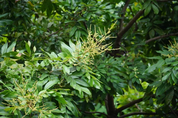 Dimocarpus Longan Flower También Llamado Longan Lengkeng Kelengkeng Mata Kucing —  Fotos de Stock