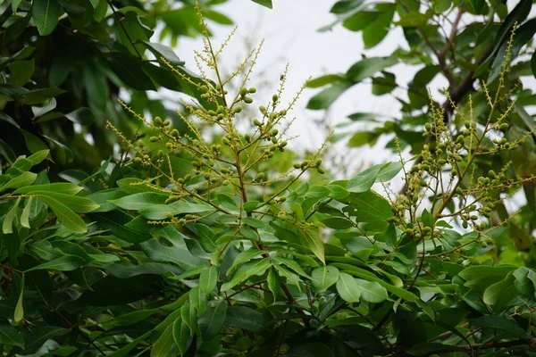 Dimocarpus Longan Flower También Llamado Longan Lengkeng Kelengkeng Mata Kucing — Foto de Stock