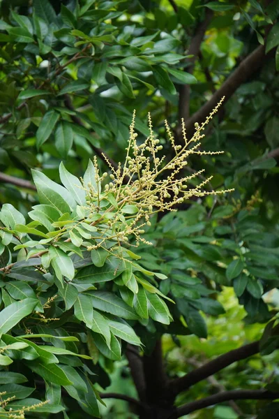 Dimocarpus Longan Fleur Également Appelé Longan Lengkeng Kelengkeng Mata Kucing — Photo