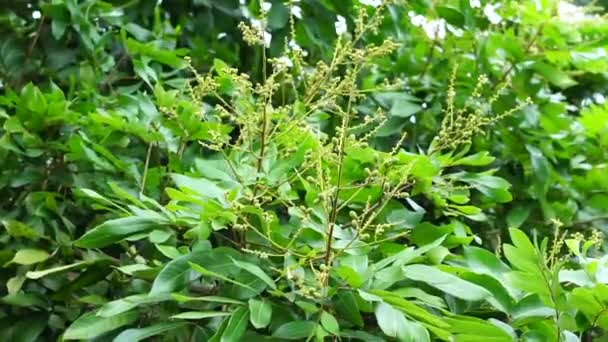 Dimokarpus Longan Blomma Även Kallad Longan Lengkeng Kelengkeng Mata Kucing — Stockvideo