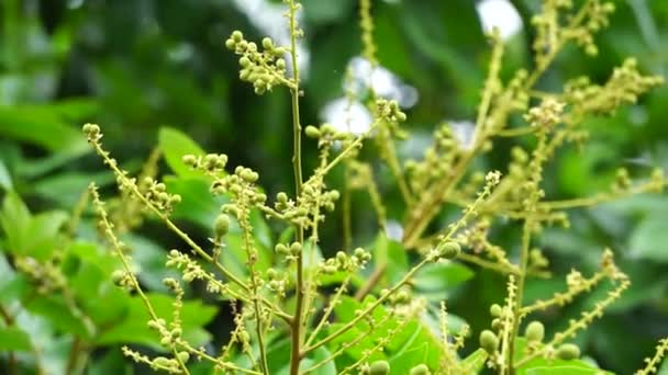 Bunga Dimocarpus Longan Juga Disebut Longan Lengkeng Kelengkeng Mata Kucing — Stok Video