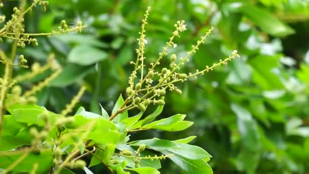 Bunga Dimocarpus Longan Juga Disebut Longan Lengkeng Kelengkeng Mata Kucing — Stok Video