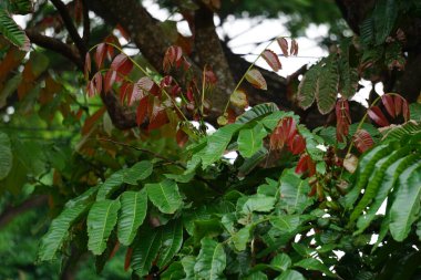 Pometia pinnata (ayrıca matoa, taun ağacı, ada lychee, tava, Pacific lychee olarak da bilinir) yaprakları ağaçta bulunur. Bu bitkinin meyvesi biraz liçi gibidir, yenilebilir ve yemek için popüler bir meyvedir..