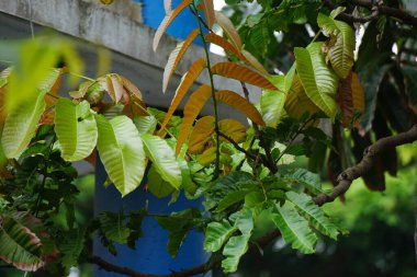 Pometia pinnata (ayrıca matoa, taun ağacı, ada lychee, tava, Pacific lychee olarak da bilinir) yaprakları ağaçta bulunur. Bu bitkinin meyvesi biraz liçi gibidir, yenilebilir ve yemek için popüler bir meyvedir..