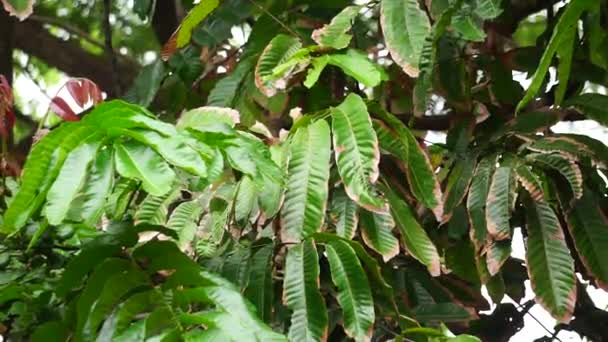 Pometia Pinnata Juga Disebut Matoa Pohon Taun Lychee Pulau Tava — Stok Video