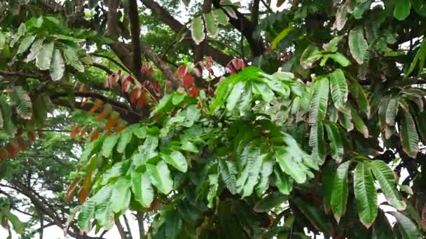 Pometia Pinnata Também Chamada Matoa Taun Tree Island Lychee Tava — Vídeo de Stock