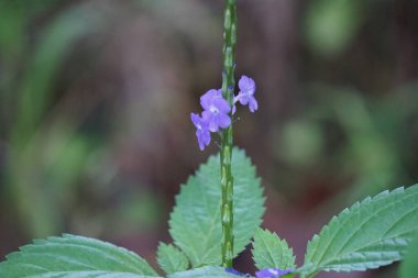 Stachytarpheta jamaicensis, doğal bir geçmişi var. Ayrıca mavi porterweed, mavi yılan otu ve piç mine çiçeği de denir.