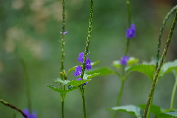 Stachytarpheta Jamaicensis Naturalnym Tłem Nazywany Również Niebieskim Wieprzowiną Niebieskim Ziołem — Zdjęcie stockowe