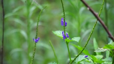 Stachytarpheta jamaicensis, doğal bir geçmişi var. Ayrıca mavi porterweed, mavi yılan otu ve piç mine çiçeği de denir.