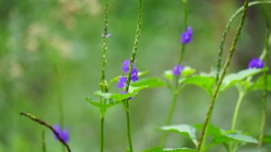 Stachytarpheta jamaicensis, doğal bir geçmişi var. Ayrıca mavi porterweed, mavi yılan otu ve piç mine çiçeği de denir.