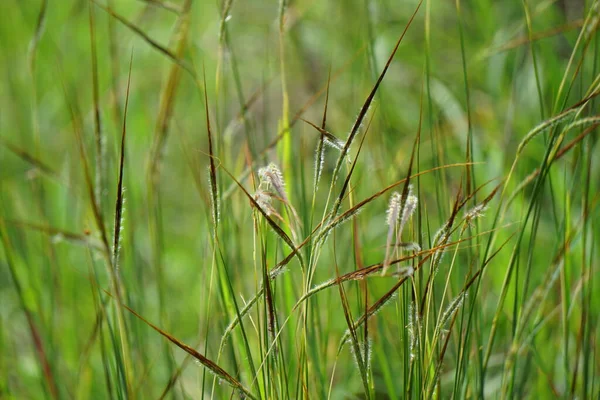 Nassella Neesiana Também Chamada Grama Agulha Chilena Needlegrass Chileno Speargrass — Fotografia de Stock