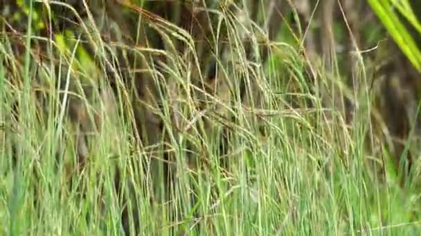필치아나 우루과이 자연계에 존재하는 시아나 — 비디오