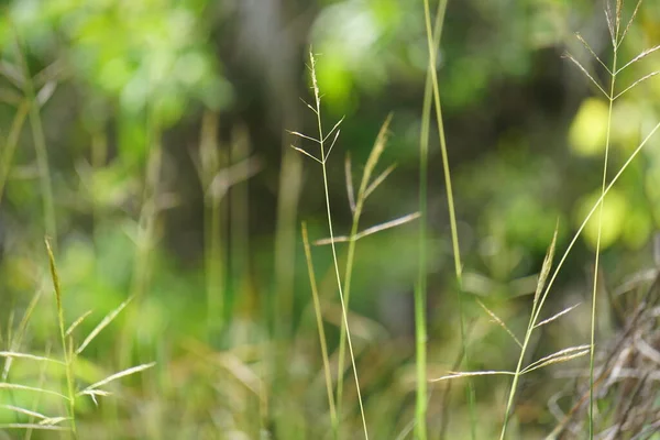 Nassella Neesiana Chiamata Anche Erba Ago Cilena Asino Cileno Erba — Foto Stock