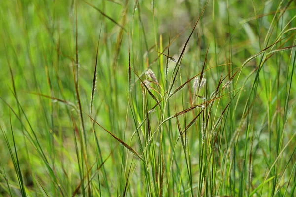 Nassella Neesiana Também Chamada Grama Agulha Chilena Needlegrass Chileno Speargrass — Fotografia de Stock