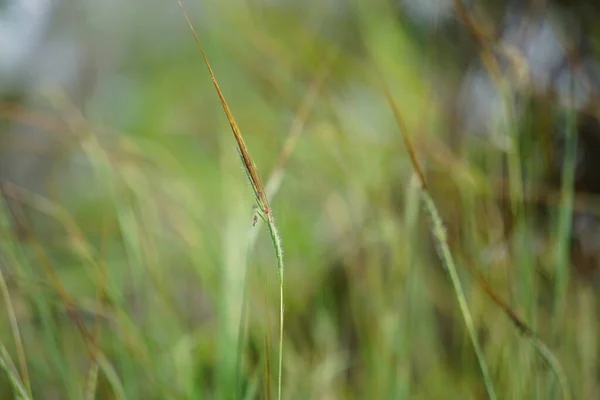 Nassella Neesiana Também Chamada Grama Agulha Chilena Needlegrass Chileno Speargrass — Fotografia de Stock