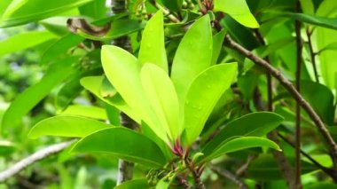 Ardisia eliptika (ayakkabı düğmesi ardisisi, ördek gözü ve mercimek üzümü) doğal bir arka planı vardır. Endonezyalılar buna lempeni der.
