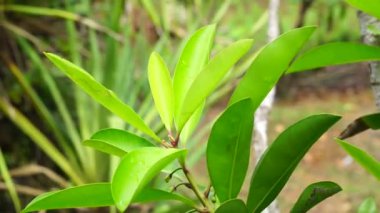 Ardisia eliptika (ayakkabı düğmesi ardisisi, ördek gözü ve mercimek üzümü) doğal bir arka planı vardır. Endonezyalılar buna lempeni der.