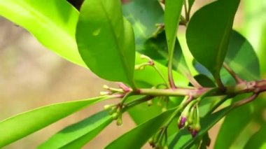 Ardisia eliptika (ayakkabı düğmesi ardisisi, ördek gözü ve mercimek üzümü) doğal bir arka planı vardır. Endonezyalılar buna lempeni der.