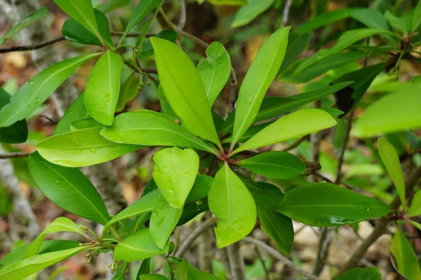 Ardisia Elliptica Shoebutton Ardisia Kacsa Szeme Korallbogyó Természetes Háttérrel Indonéz — Stock Fotó