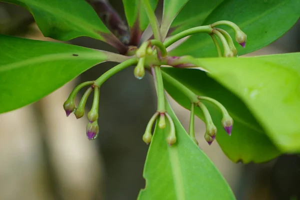 Ardisia Elliptica Ardisia Del Botón Del Zapato Ojo Pato Coralberry — Foto de Stock