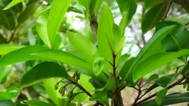 Ardisia eliptika (ayakkabı düğmesi ardisisi, ördek gözü ve mercimek üzümü) doğal bir arka planı vardır. Endonezyalılar buna lempeni der.