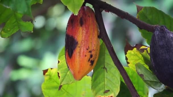 カカオフルーツ テオブロマカカオ ココア コクラット その種子 ココア豆は チョコレート酒 ココア固形物 ココアバターとチョコレートを作るために使用されます カカオ — ストック動画