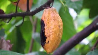 Kakao meyvesi (Theobroma kakao, kakao, coklat). Tohumları, kakao çekirdekleri, çikolata likörü, kakao katı, kakao yağı ve çikolata yapımında kullanılır. Kakao (Theobroma kakao), Theobroma cinsine aittir..