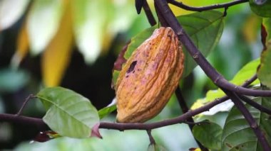 Kakao meyvesi (Theobroma kakao, kakao, coklat). Tohumları, kakao çekirdekleri, çikolata likörü, kakao katı, kakao yağı ve çikolata yapımında kullanılır. Kakao (Theobroma kakao), Theobroma cinsine aittir..