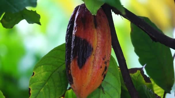 Kakaofrüchte Theobroma Kakao Kakao Coklat Seine Samen Kakaobohnen Werden Zur — Stockvideo