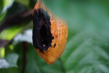 Kakao meyvesi (Theobroma kakao, kakao, coklat). Tohumları, kakao çekirdekleri, çikolata likörü, kakao katı, kakao yağı ve çikolata yapımında kullanılır. Kakao (Theobroma kakao), Theobroma cinsine aittir..