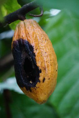 Kakao meyvesi (Theobroma kakao, kakao, coklat). Tohumları, kakao çekirdekleri, çikolata likörü, kakao katı, kakao yağı ve çikolata yapımında kullanılır. Kakao (Theobroma kakao), Theobroma cinsine aittir..