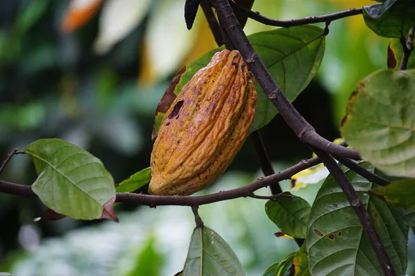 Cacao fruit (Theobroma cacao, cocoa, coklat). Its seeds, cocoa beans, are used to make chocolate liquor, cocoa solids, cocoa butter and chocolate. Cacao (Theobroma cacao) belongs to genus Theobroma.