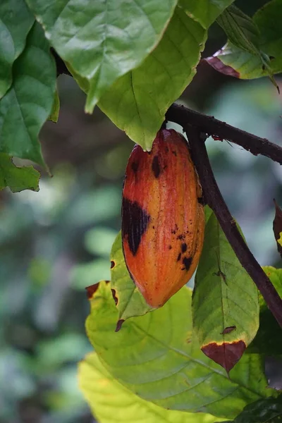 Fruta Del Cacao Theobroma Cacao Cacao Coklat Sus Semillas Granos — Foto de Stock