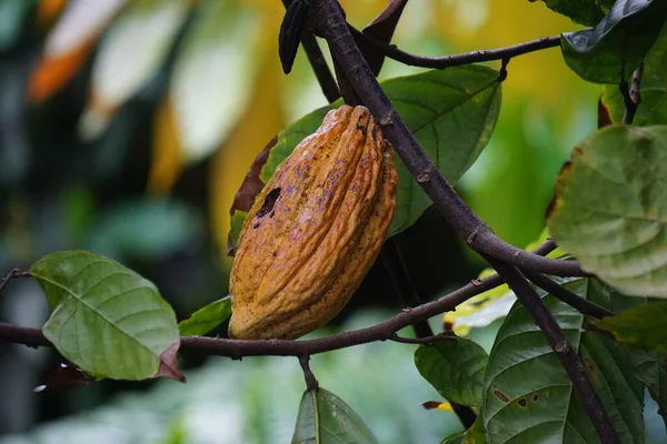 Cacao fruit (Theobroma cacao, cocoa, coklat). Its seeds, cocoa beans, are used to make chocolate liquor, cocoa solids, cocoa butter and chocolate. Cacao (Theobroma cacao) belongs to genus Theobroma.