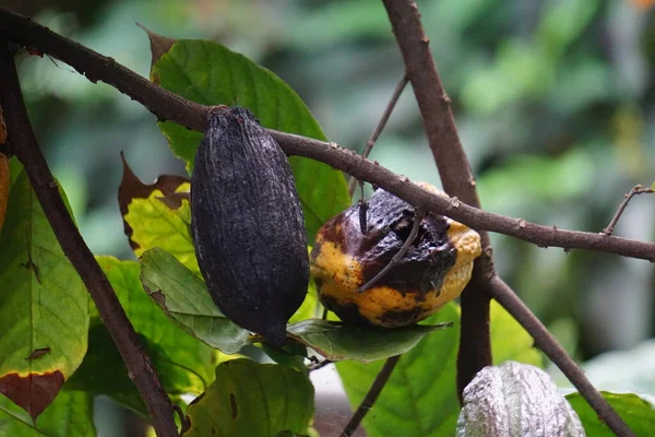 Cacao fruit (Theobroma cacao, cocoa, coklat). Its seeds, cocoa beans, are used to make chocolate liquor, cocoa solids, cocoa butter and chocolate. Cacao (Theobroma cacao) belongs to genus Theobroma.