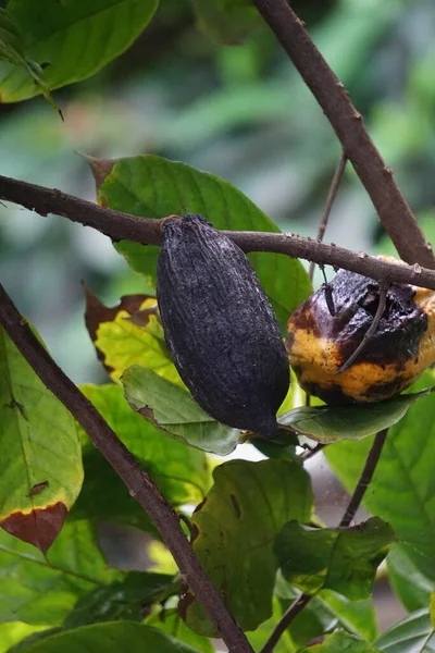 Cacao fruit (Theobroma cacao, cocoa, coklat). Its seeds, cocoa beans, are used to make chocolate liquor, cocoa solids, cocoa butter and chocolate. Cacao (Theobroma cacao) belongs to genus Theobroma.