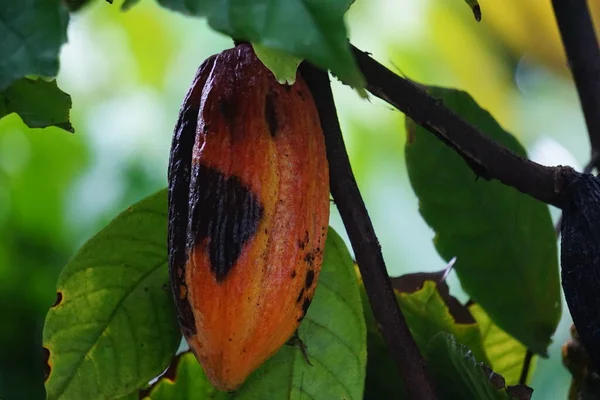 Cacao fruit (Theobroma cacao, cocoa, coklat). Its seeds, cocoa beans, are used to make chocolate liquor, cocoa solids, cocoa butter and chocolate. Cacao (Theobroma cacao) belongs to genus Theobroma.